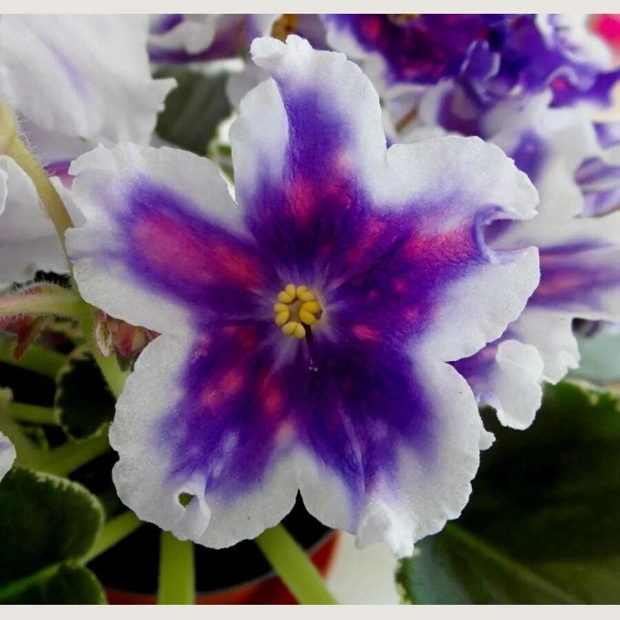 Фиалка ват пульсар. Фиалка ват беатрис. Сорт фиалки ват царь горох. Сенполия ват царь горох. Сорт фиалки царь горох.