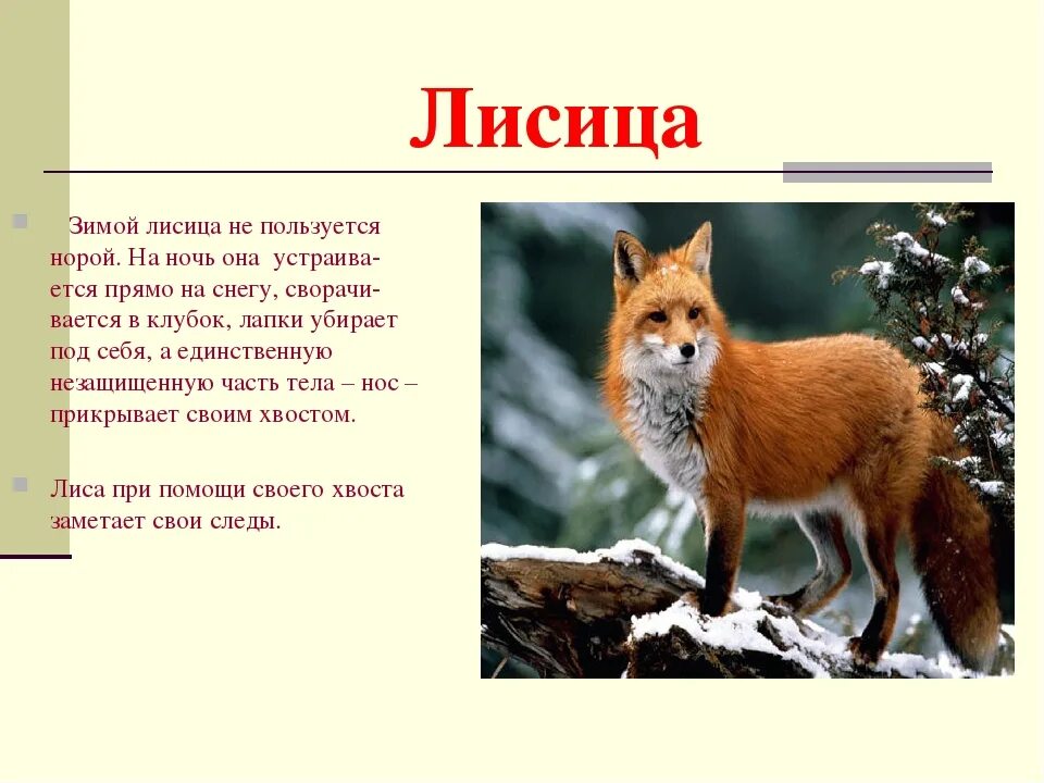 В какой природной зоне россии встречается лисица. Лиса доклад. Рассказ о лисе. Описание лисы зимой. Рассказ про лису.