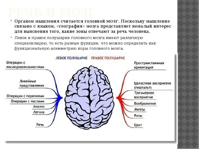 Основном связано. Речевые функции левого полушария головного мозга. Речевые функции правого полушария головного мозга. Межполушарная асимметрия головного мозга. Функции правого и левого полушария головного мозга кратко.