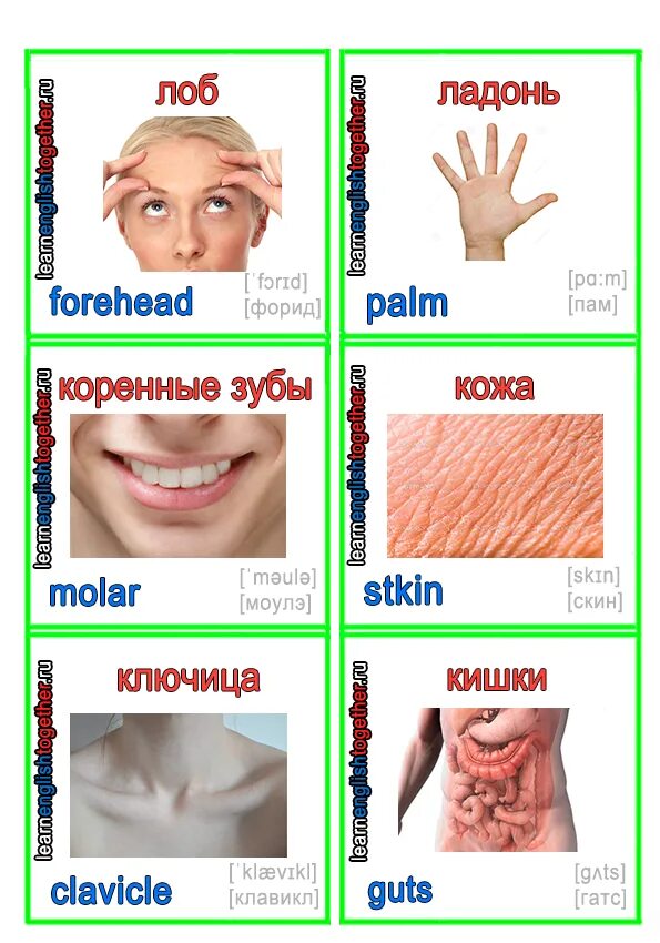 Перевести слово body. Все части тела на английском языке с переводом. Тело человека на английском. Части тела человека на английском 3 класс. Английская транскрипция.