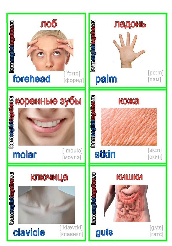 Части тела. Части тела по английски. Карточки по английскому части тела. Английские слова части тела. Большая часть по английски