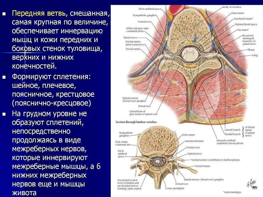 Ветви спинномозговых нервов иннервирующие. Задняя ветвь спинномозгового нерва. Передние и задние ветви спинномозгового нерва. Спинномозговые нервы задние ветви. Задние ветви спинномозговых нервов.