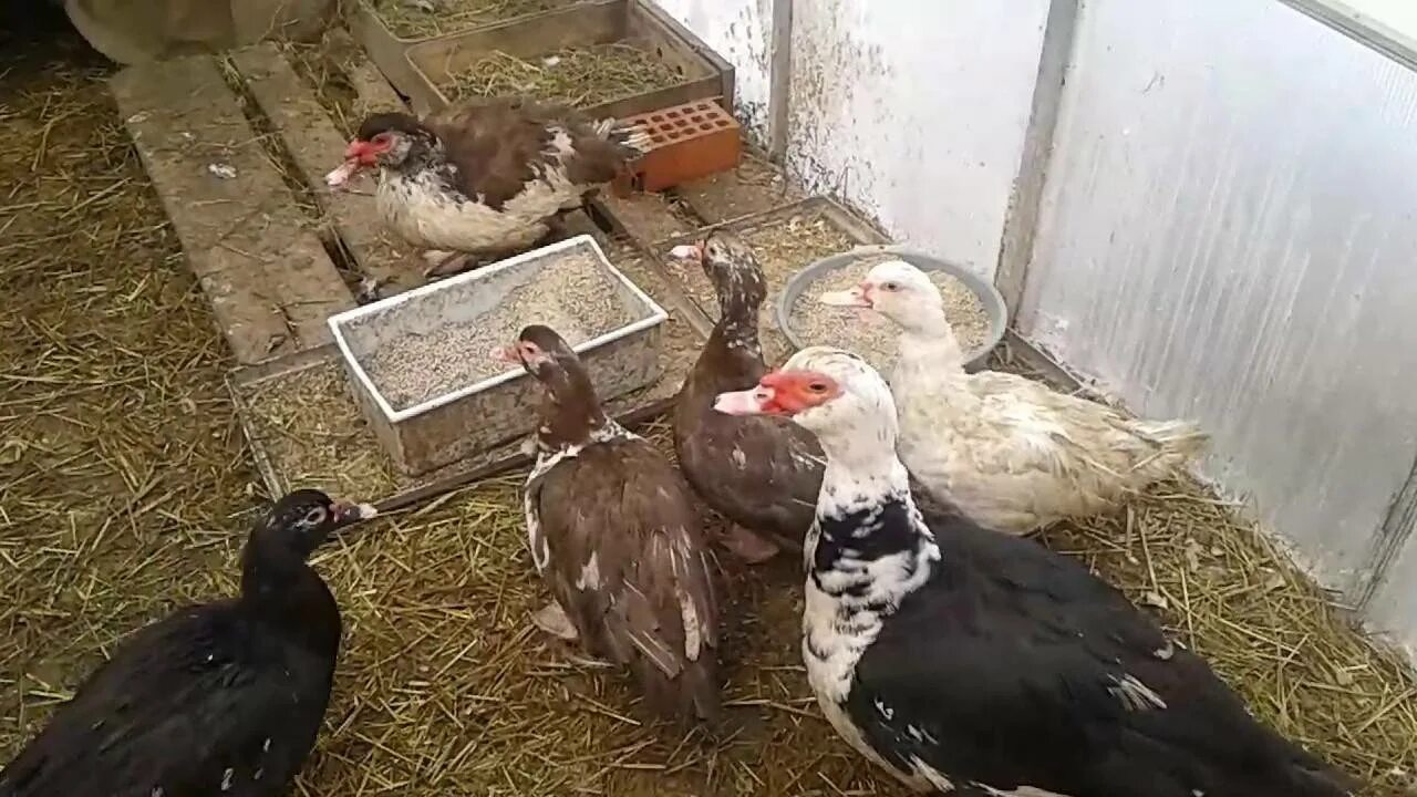 Оборудование для уток. Индоутки молодняк. Мускусные утки. Загон для уток. Утята индоутки.