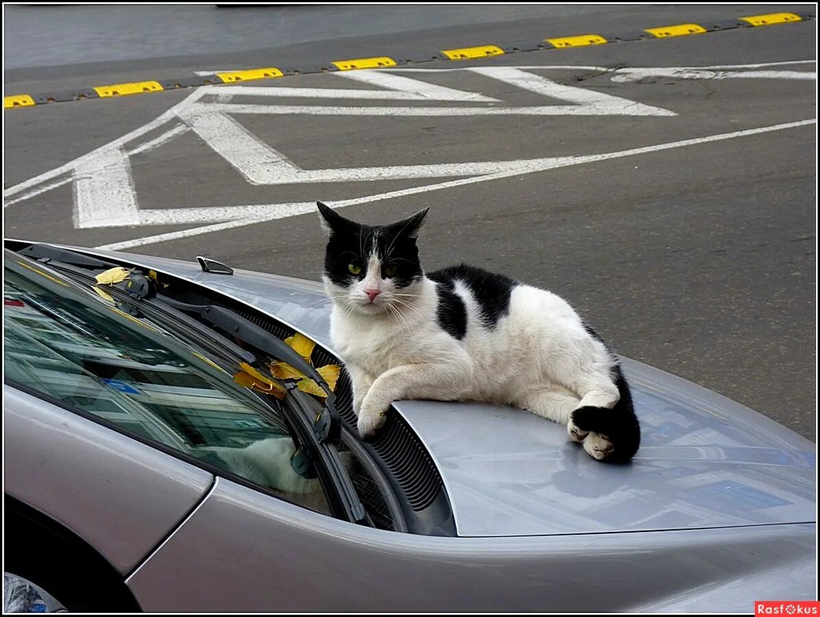 Black cat car