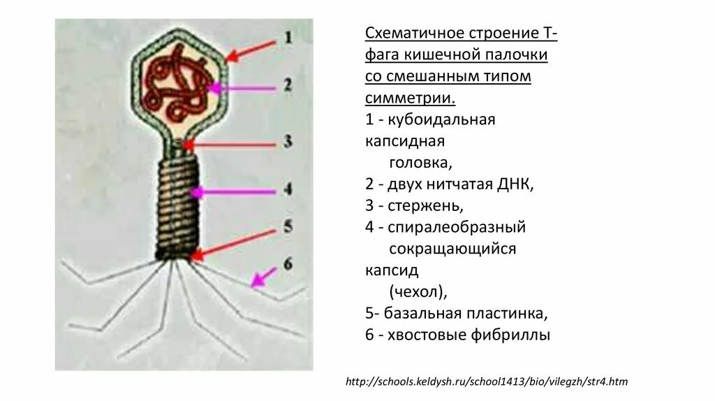 Строение бактериофага кишечной палочки. Фаг т4 строение. Структура т2 фага кишечной палочки. Строение вируса бактериофага. Наследственный аппарат вируса формы жизни бактериофаги