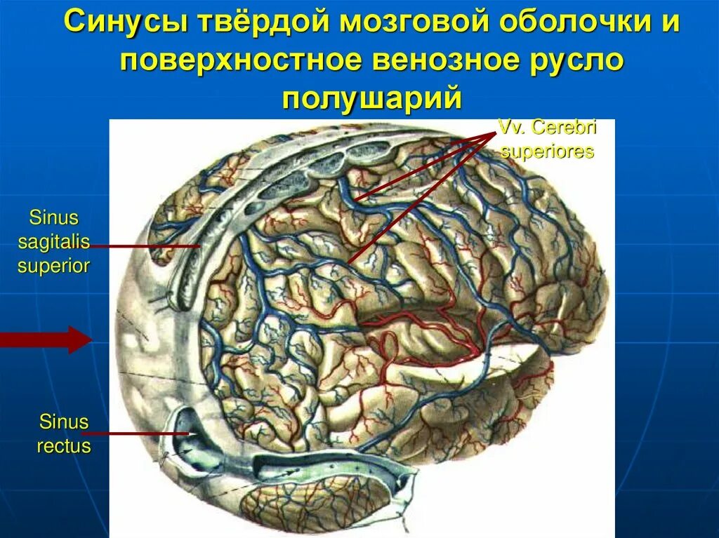 Синусы оболочек головного мозга. Синусы и отростки твердой мозговой оболочки. Синусы твердой оболочки головного мозга анатомия. Венозные синусы твердой мозговой оболочки. Твердая мозговая оболочка.