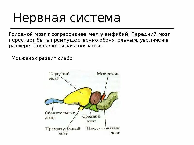 Нервная система рептилий таблица. Строение головного мозга рептилий. Внутреннее строение пресмыкающихся нервная система. Нервная система пресмыкающихся схема.