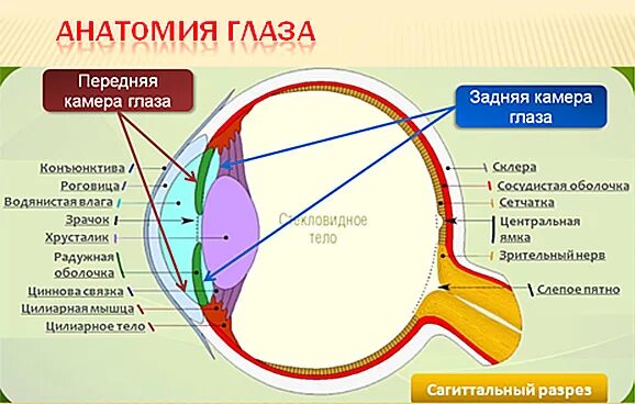 Строение камер глаза