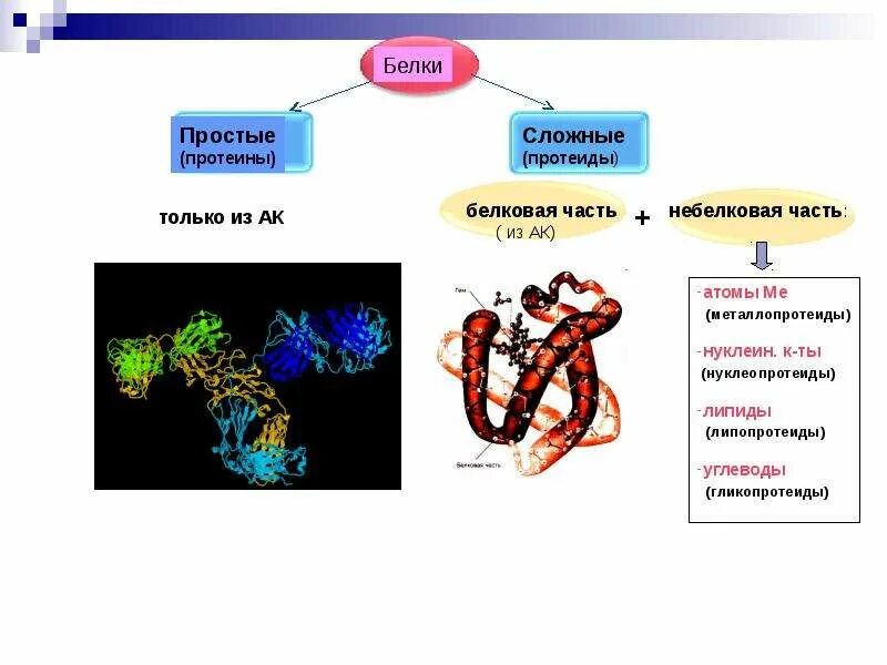 Сложные белки состав. Классификация простых белков (протеинов. Классификация белков простые и сложные. Простые и сложные белки протеины. Сложные белки протеидные.