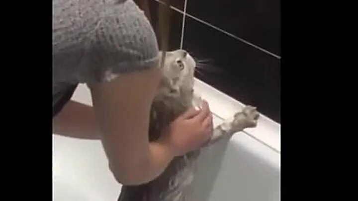 Кот который говорит нормально видео в ванной. Кот в ванне говорит нормально