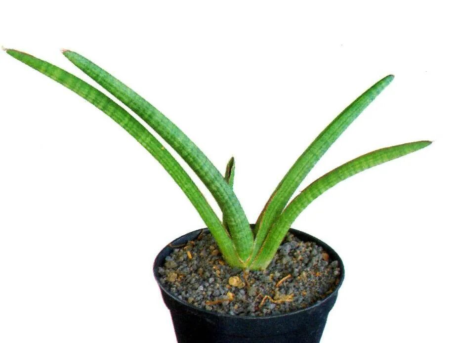 сансевиерия краун