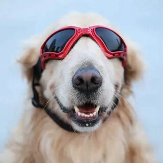 Очки dog