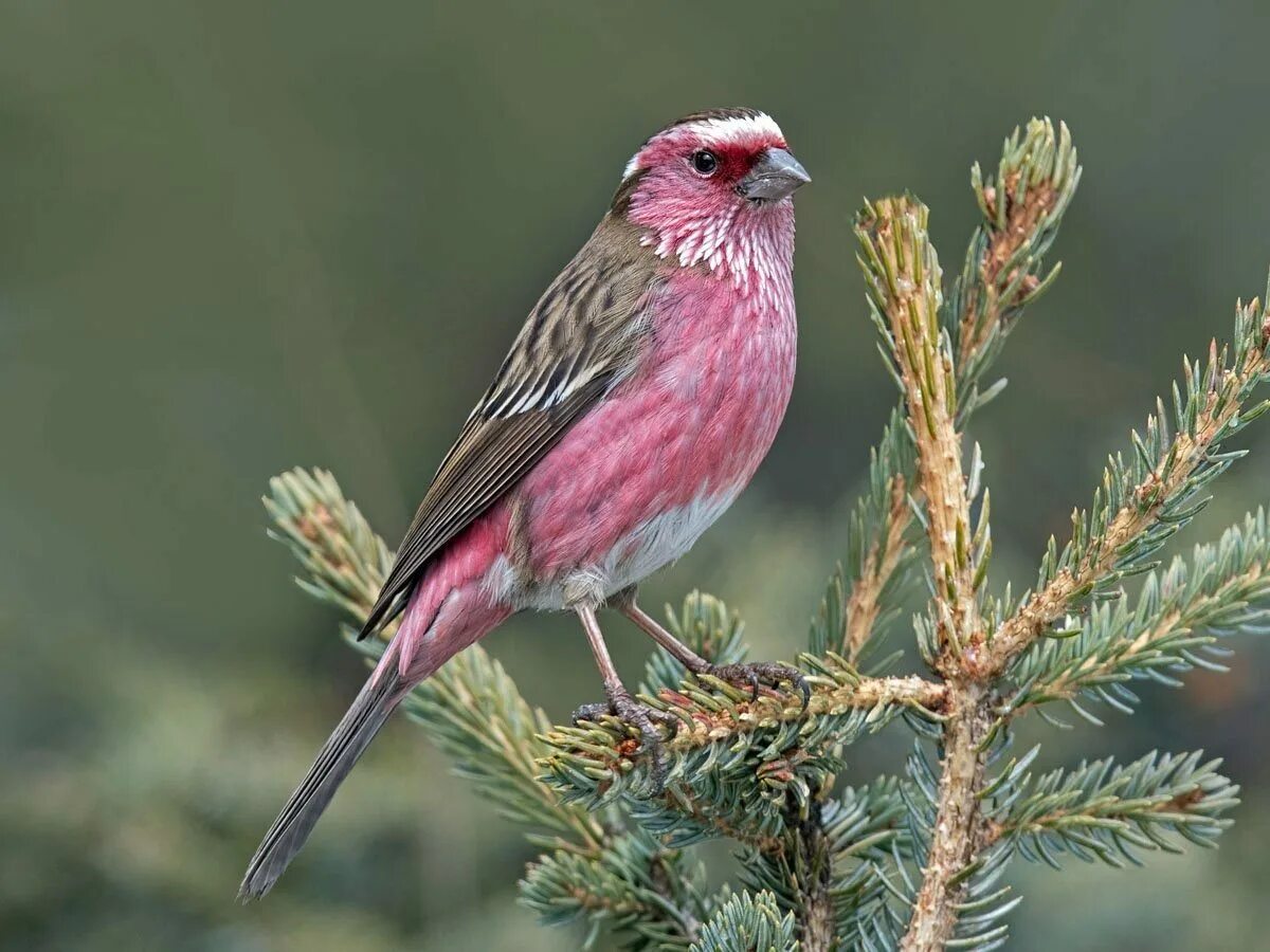 Серо розовая птица. Rosefinch птица. Малиноаогоудая петроика. Длиннохвостый Снегирь. Птица с розовой грудкой.