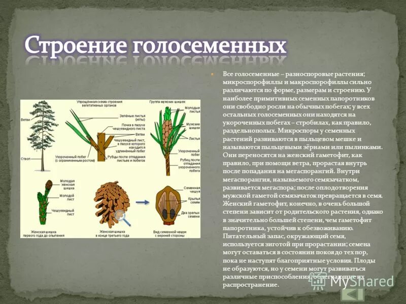 Строение голосеменных растений. Мегаспорангий голосеменных. Значение вымерших папоротниковидных в природе