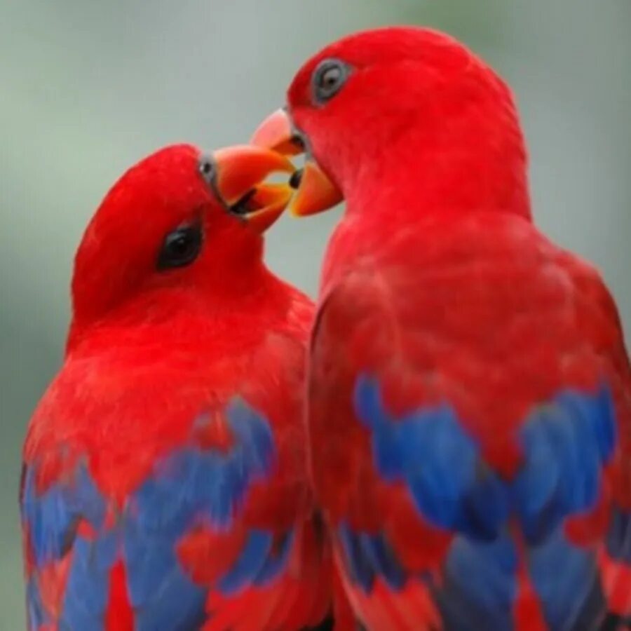 I love birds. Неразлучники попугаи. 2 Попугая. Поцелуй попугаев. Попугаи поцелуйчики.