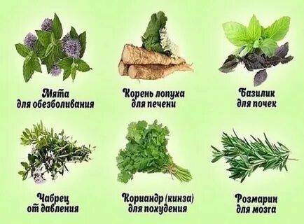 Какую траву любит поджелудочная
