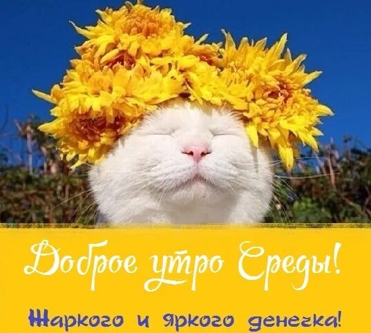 Картинки с добрым утром августа с животными. Солнечных выходных картинки. яркое утро. открытки с добрым утром бабушке. с последними деньками февраля.