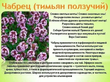 Чабрец полезные свойства и противопоказания