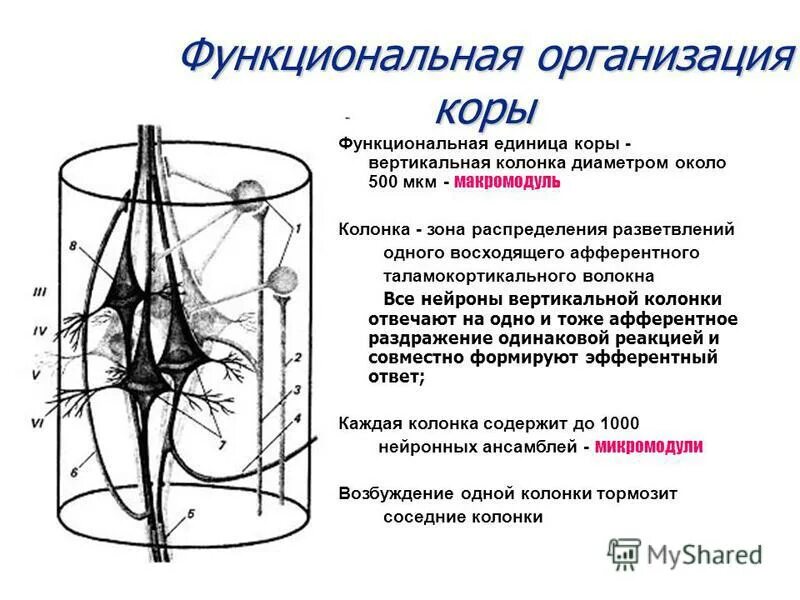 структурно-функциональная единица коры больших полушарий. наружная пирамидная пластинка слой коры. структурно-функциональная единица коры головного мозга. структурно-функциональная организация коры большого мозга. структурно-функциональная организация коры больших полушарий.