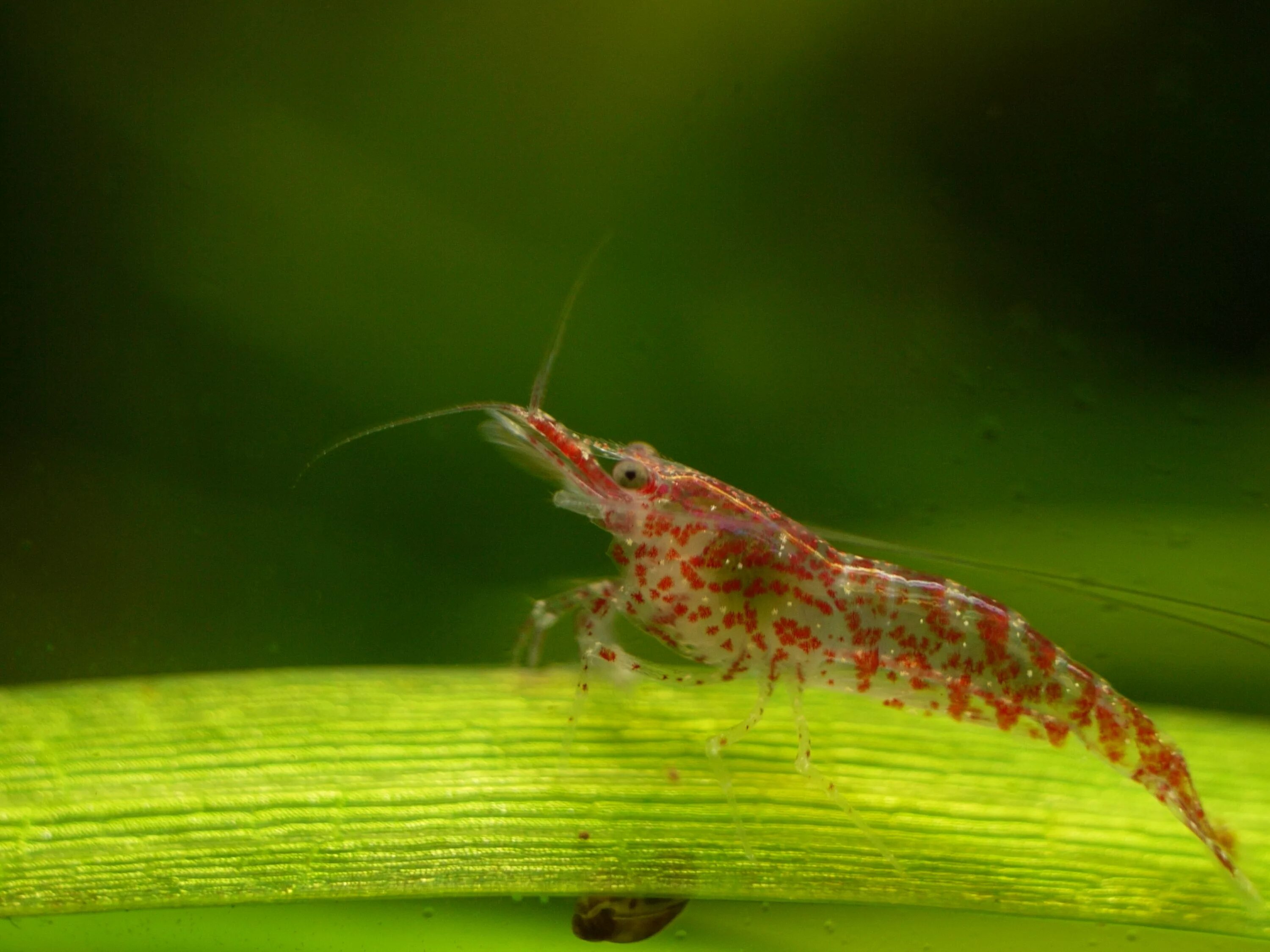 Креветки аквариумные виды. Креветка неокаридина Neocaridina heteropoda Wild. Креветка черри неокардина. Креветка неокардина вишня. Креветки черри Neocaridina heteropoda..