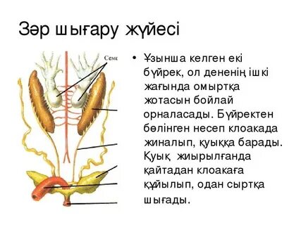 Әдемі әйелдердің ретро порносы