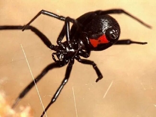Каракурт паук. Чёрная вдова паук самка. Каракурт черная вдова. Самка каракурта чёрная вдова.