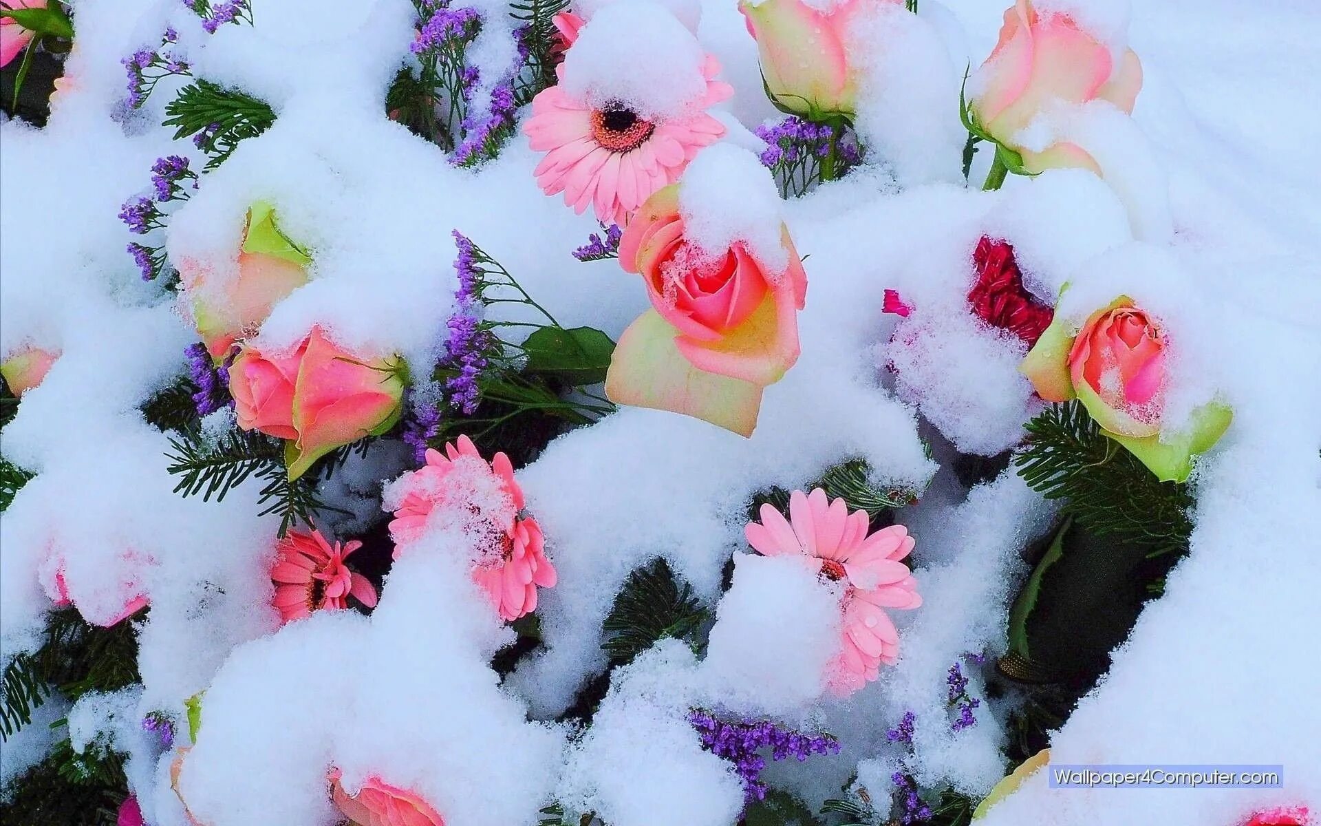 Flowers winter music