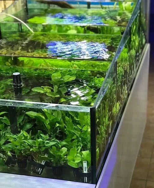 Каскадный аквариум. Стеллаж для аквариума. Аквариум для устриц. Двухуровневый аквариум. Аквариум нестандартной формы.