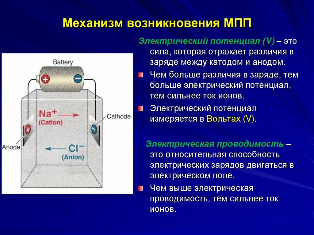 Мембранный потенциал покоя (МПП). Механизмы формирования мембранного потенциала покоя. Механизм МПП физиология. Механизм возникновения мембранного потенциала.