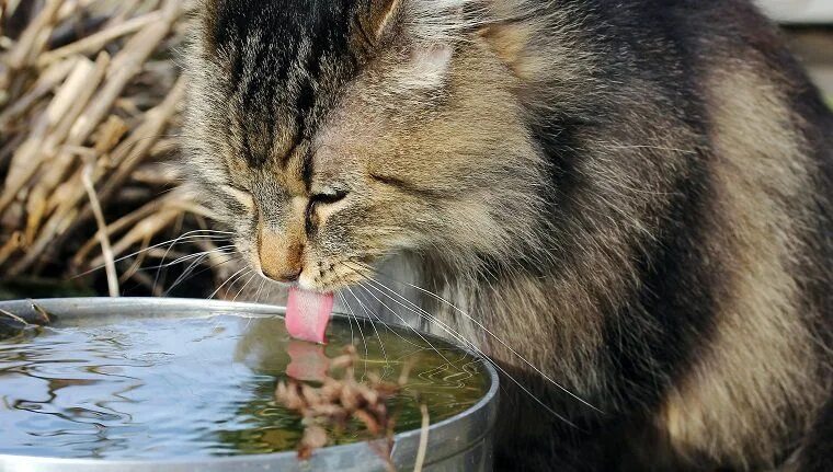 Pin by Serkan Veral on *★ gatos Cats, Kittens cutest, Beautiful cats