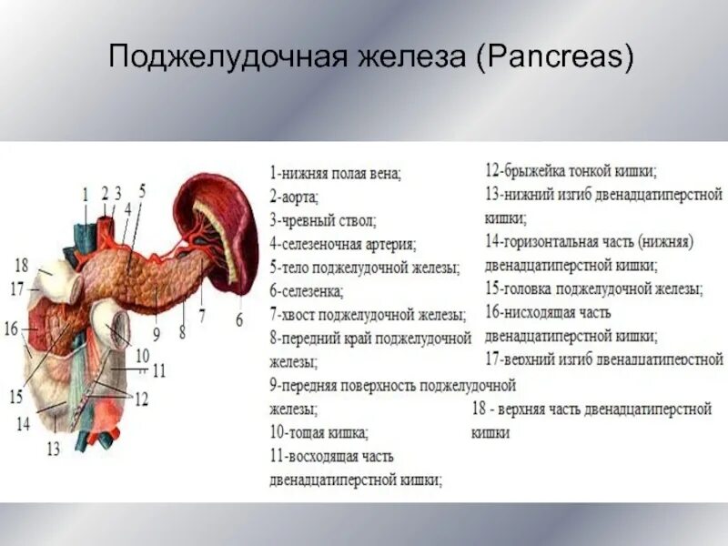 Двенадцатиперстная кишка биология 8 класс. Топография поджелудочной железы. Синтопия поджелудочной железы схема.