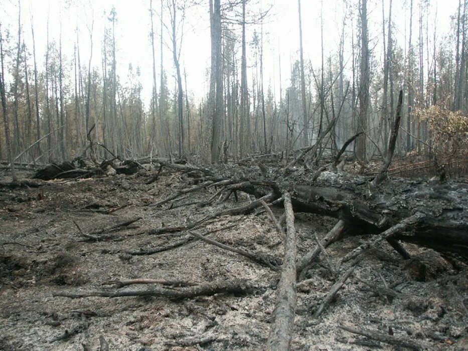 Восстановление елового леса после пожара. Лес после пожара. Гарь лес. Почва после пожара. Лес после низового пожара.