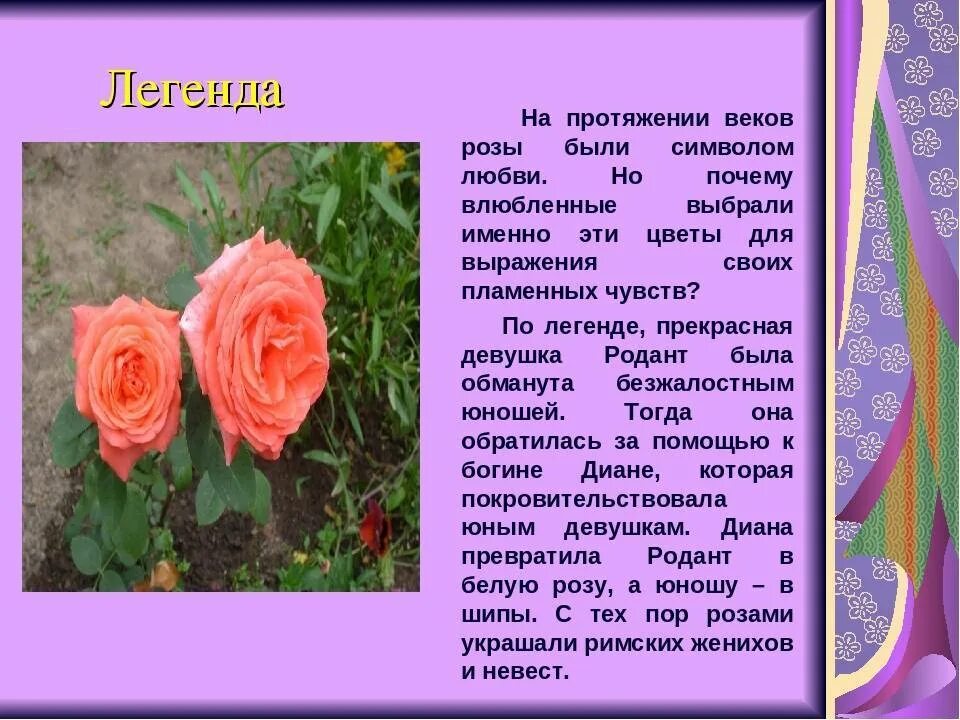 Почему розовый назвали розовым. Описание цветка розы. Легенда о Розе. Интересная информация о Розе. Рассказ о Розе.