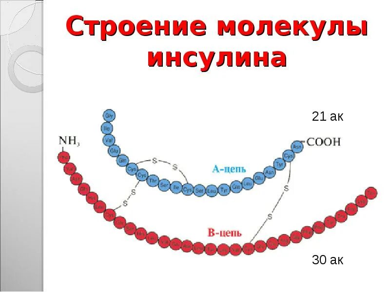 Инсулин строение и функции. Молекула инсулина. строение белка инсулина. строение инсулина биохимия. инсулин строение молекулы.