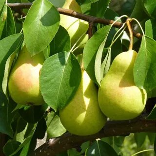 Груша летняя чижовская