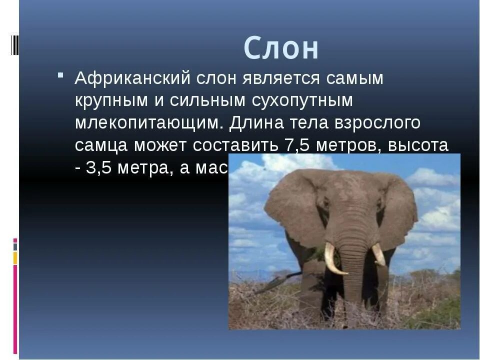 Доклад о слонах. Доклад про слона. Слоны доклад. Презентация про слонов. Слоников краткое