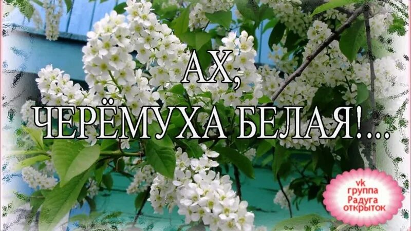 Ах черёмуха белая. Черёмуха белая песня.