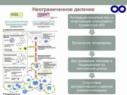 Механизмы активации