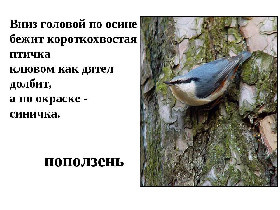 Поползень дятел. Птенец поползня. поползень подвиды. синица поползень. поползень презентация для детей.