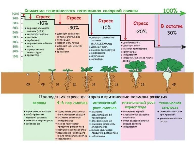 Фазы развития сахарной свеклы схема. Схема посева свеклы сахарной свеклы. Фазы развития сахарной свеклы таблица. Схема подкормки моркови. Посадки кислотность