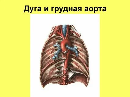 Аорта грудины