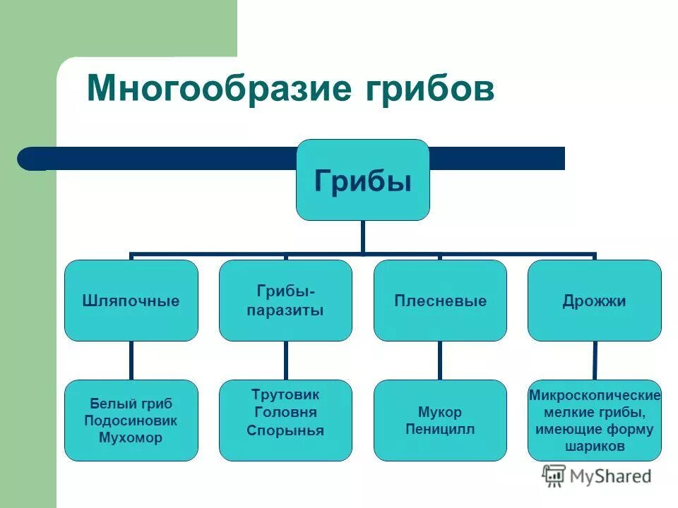 Полное многообразие. Микология грибы классификация. Классификация грибов биология. Разнообразие грибов схема. Многообразие грибов классификация.