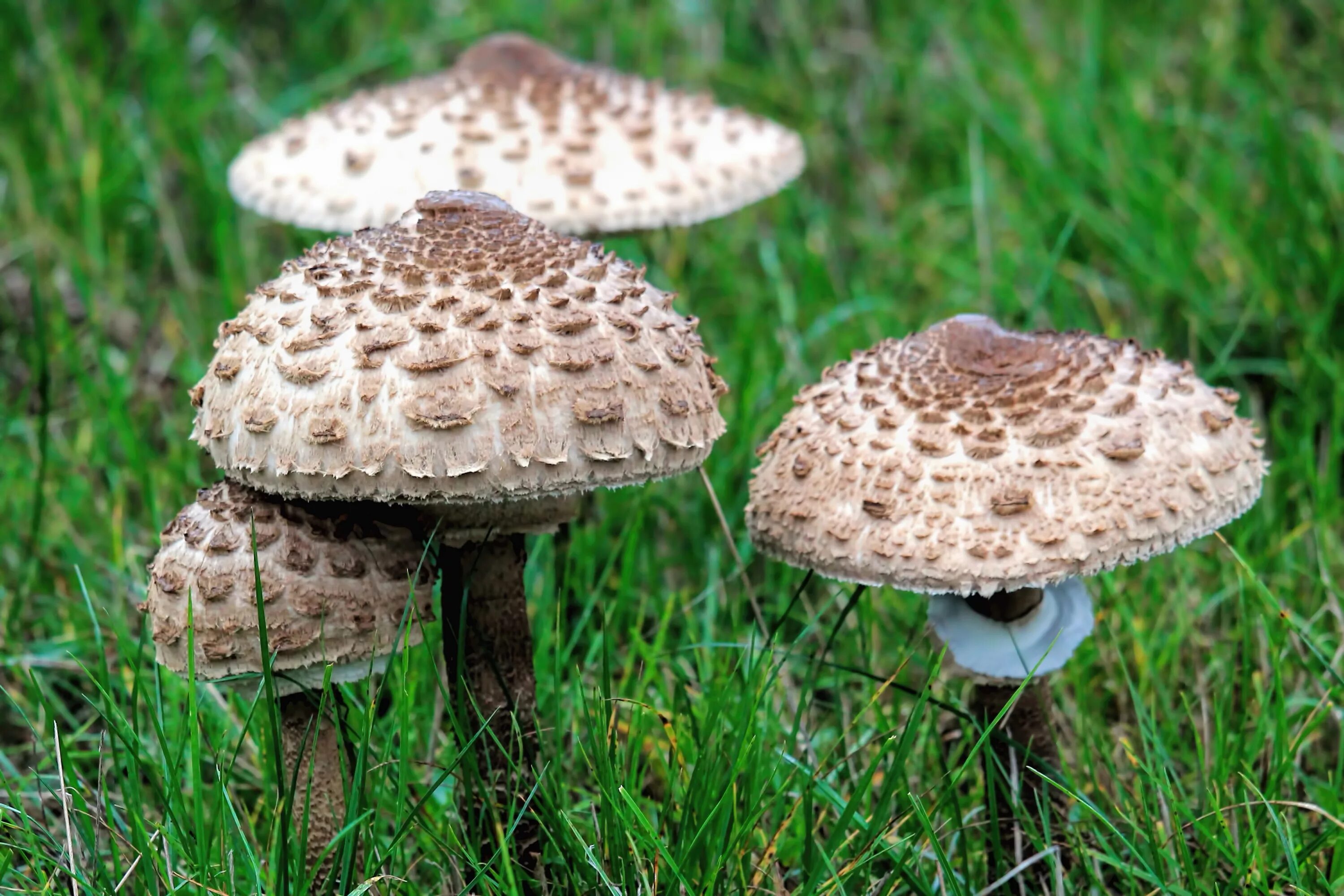 Луговая поганка гриб. Agaricus impudicus гриб. Опёнок Луговой шампиньон дождевик. Шампиньоны луговые съедобные. Грибы луговые съедобные