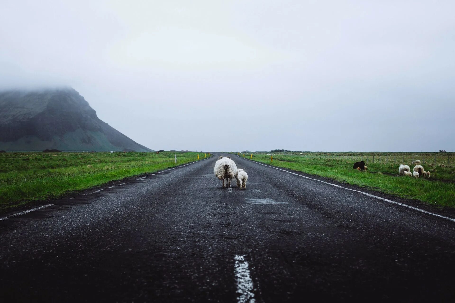 Овцы на дороге. Овечки на трассе. Стадо Баранов на дороге. По дороге шла овца.