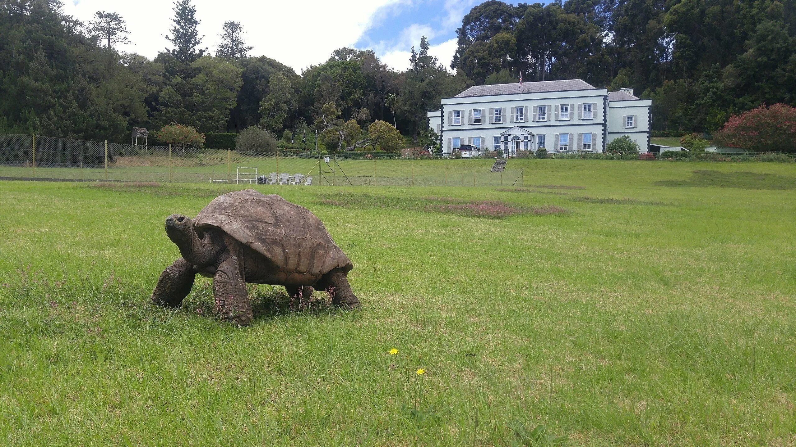 Old turtle