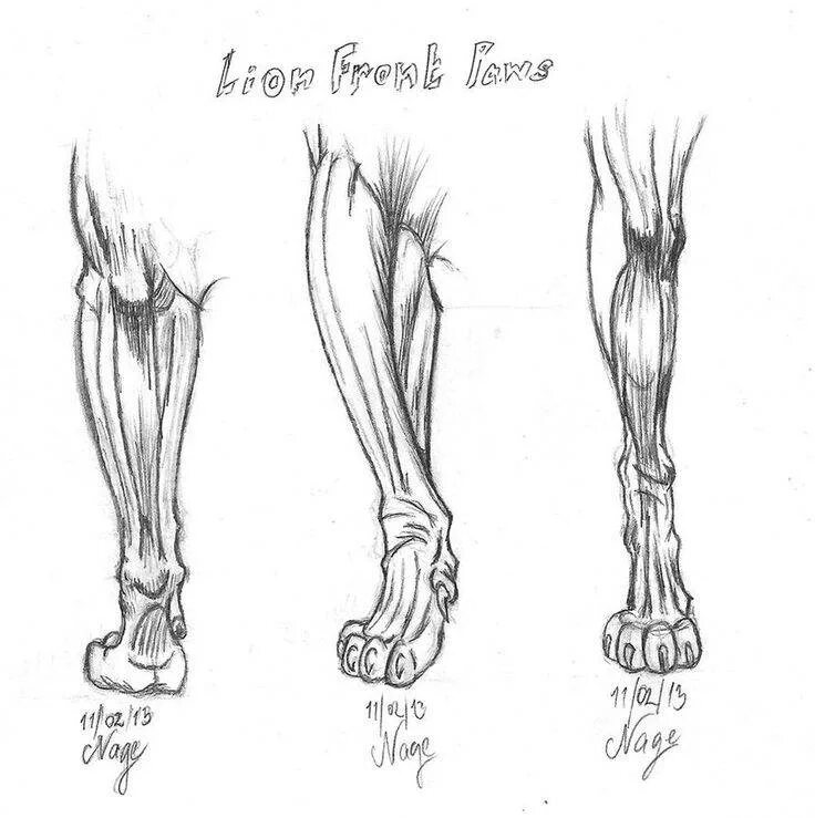 Кот на задних лапах. Передние и задние лапы кошки. Ладнве лапы кота. Котик на задних лапках. Кошачьи лапки передние.