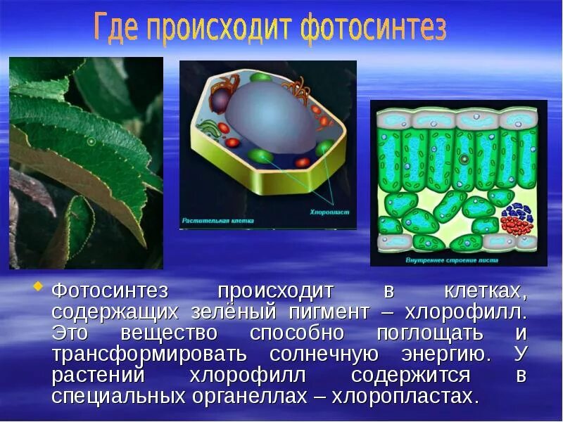 Пигмент участвовавший в фотосинтезе. Хлорофилл в клетках растения. Клеточные пигменты хлорофилл. Содержит зеленый пигмент хлорофилл. Хлорофилл содержится в клетках чего.