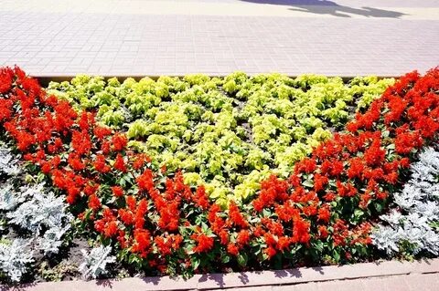 Бархатцы сальвия