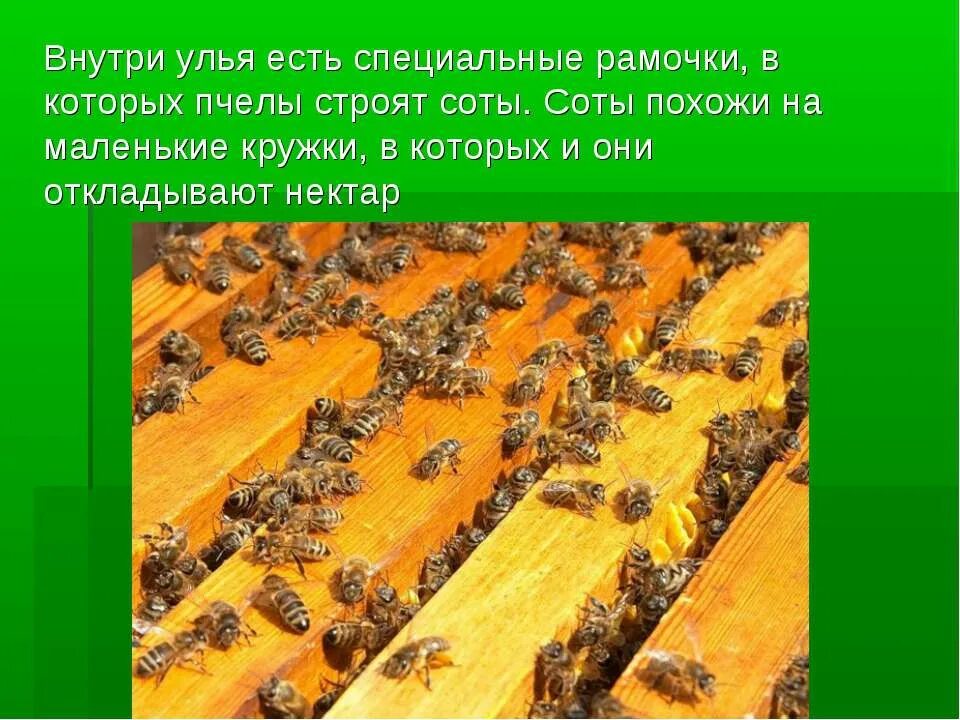 Пчелы 1 разбор. Пчела 1 класс. Пчела окружающий мир 1 класс. Доклад про пчелу 1 класс. Урок технологии 1 класс пчела.