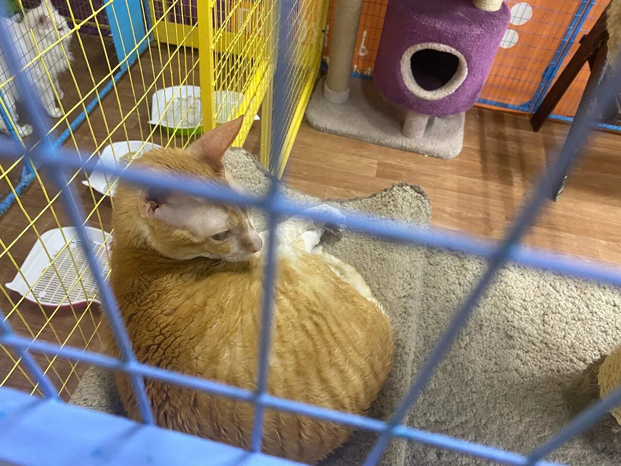 Приезд кота